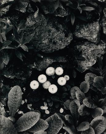 PAUL STRAND (1890-1976) Paul Strand: Portfolio Two--The Garden.